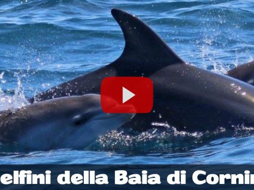 Custonaci. Il video esclusivo di un branco di delfini nelle acque cristalline di baia Cornino.