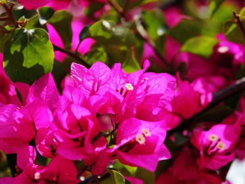 La Bougainville, la pianta più affascinante che troverai in Sicilia.