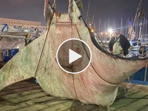 Trovata e recuperata la carcassa di una manta di 450 chili nel porticciolo della Cala a Palermo