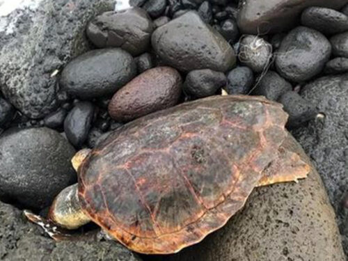 Trovata morta a Stromboli una tartaruga marina: aveva ingoiato amo e lenza da pesca