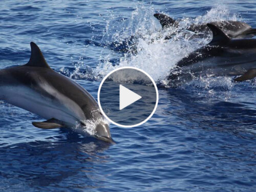 Branco di delfini avvistato attorno all’isola di Filicudi. VIDEO